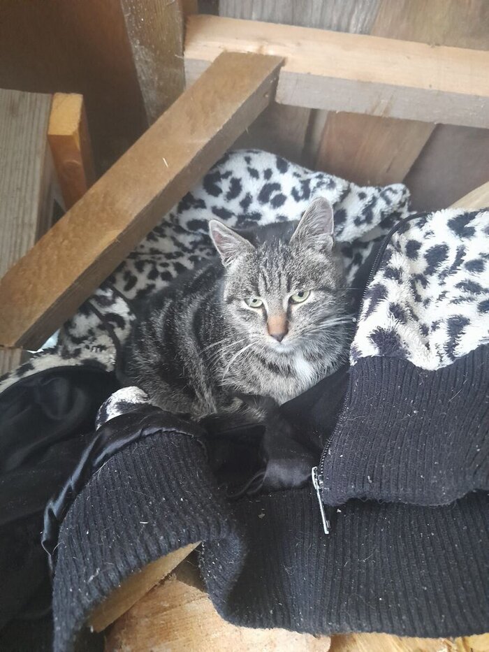 Трус, Балбес и… Сасиска Домашние животные, Передержка, Доброта, Собачники, Коты и собаки вместе, Длиннопост, Кот