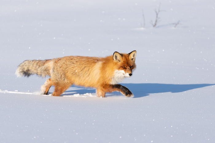 Хитрый взгляд. Фото: <a href="https://pikabu.ru/story/ryizhaya_krasotka_11224599?u=https%3A%2F%2Frtraveler.ru%2Fphoto%2F1449670%2F%3Fauthor_photos%3D1&t=%D0%BE%D1%82%D1%81%D1%8E%D0%B4%D0%B0&h=8d5cfbb9eadd22f05c794a5f84079584e4dcca92" title="https://rtraveler.ru/photo/1449670/?author_photos=1" target="_blank" rel="nofollow noopener">отсюда</a>
