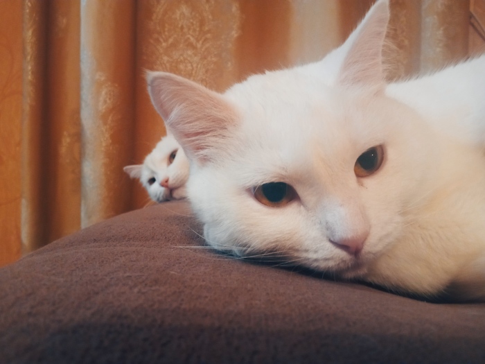 А это Иви, дочь Маньки, когда я не успела её стерилизовать)