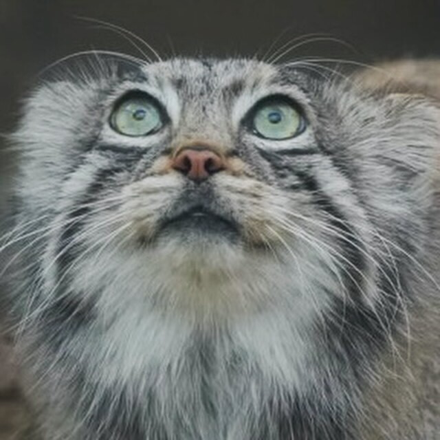 Аз замечталась