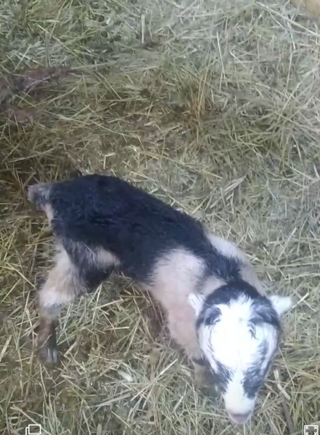 И уже вылизанный её братик