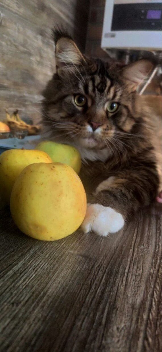   , -,  ,  ,  