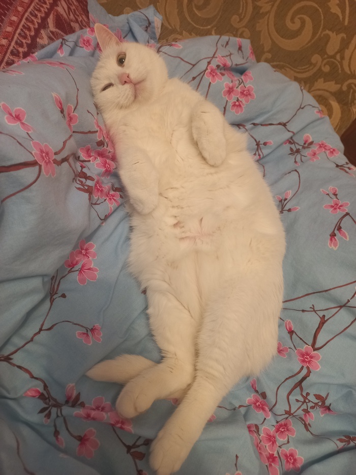 Плюсы кошечке, пожалуйста