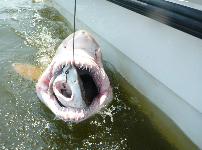 При этом гангские акулы сами становятся добычей для более крупных акул других видов.