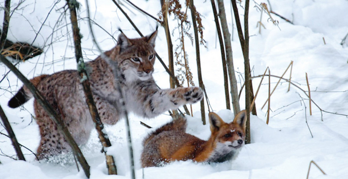Противостояние кошачьих и собачьих есть даже в глухом лесу!
