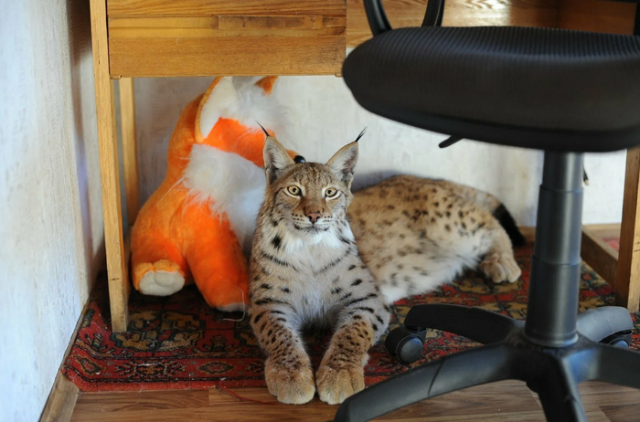 Эй, хозяин, ты в компьютер поиграть хочешь? А как же я?