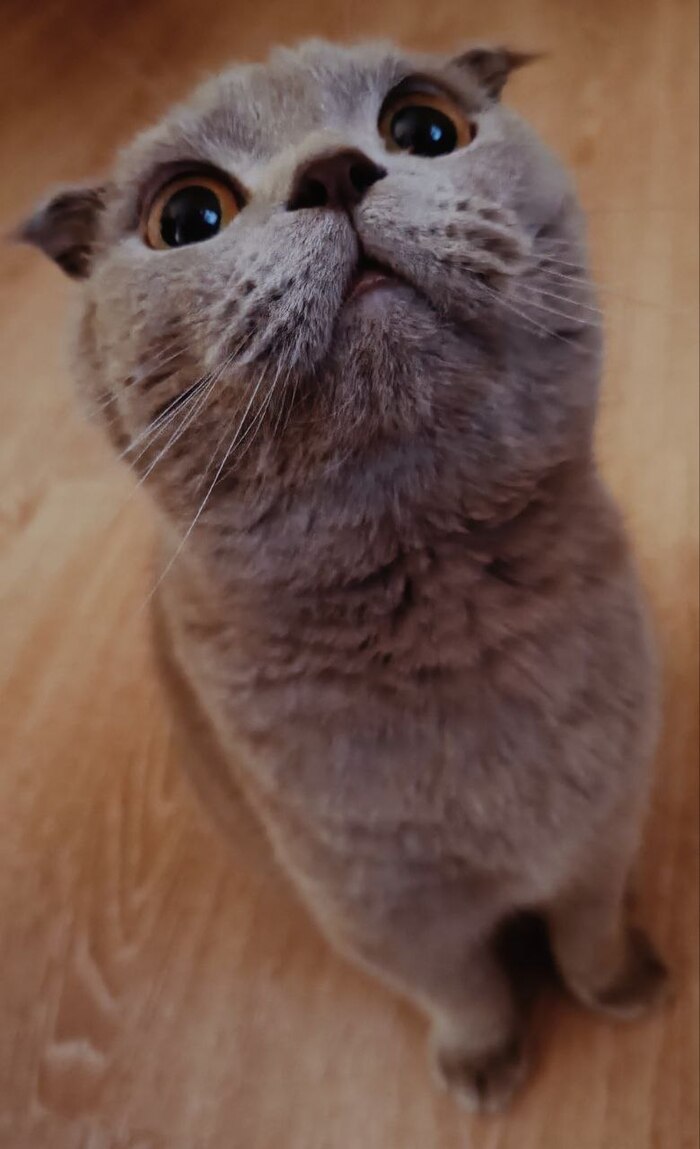 Ответ на пост «Лайкните и моего кота тогда)»