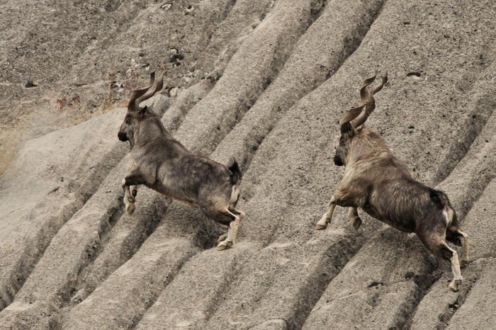 Серёга, там опять какой-то двуногий падает, скорее погнали смотреть!