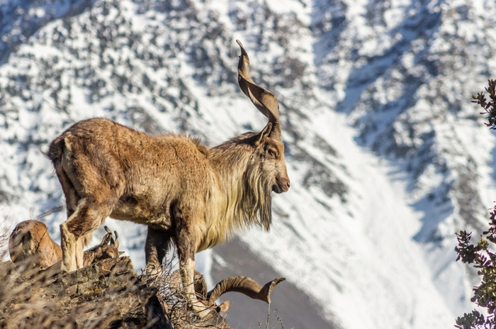 Тот самый крутой накаченный и бородатый альфач, который для твоей девушки «просто друг».