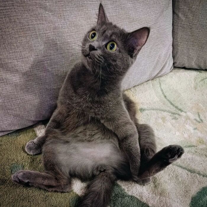 Коть | Пикабу
