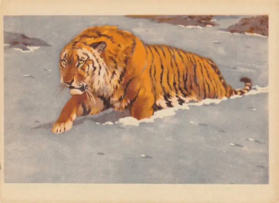 Амба (на языках тунгусо-маньчжурской языковой семьи — уважительное название могущественного духа и одновременно тигра) собственной персоной.