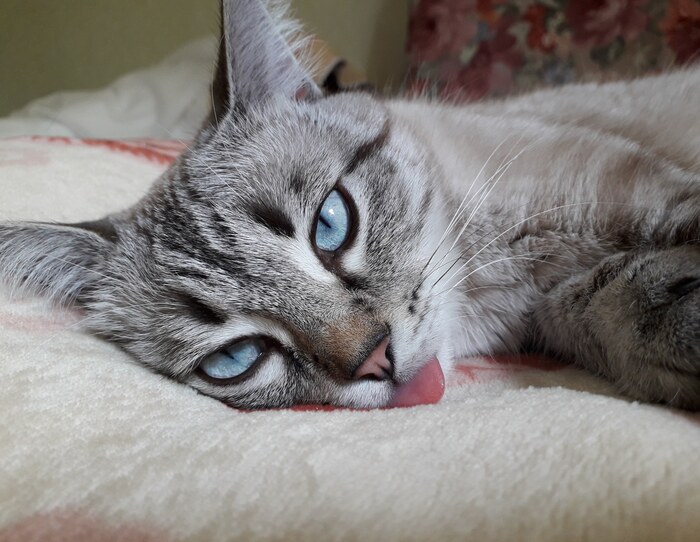 �������, �������, � ���������