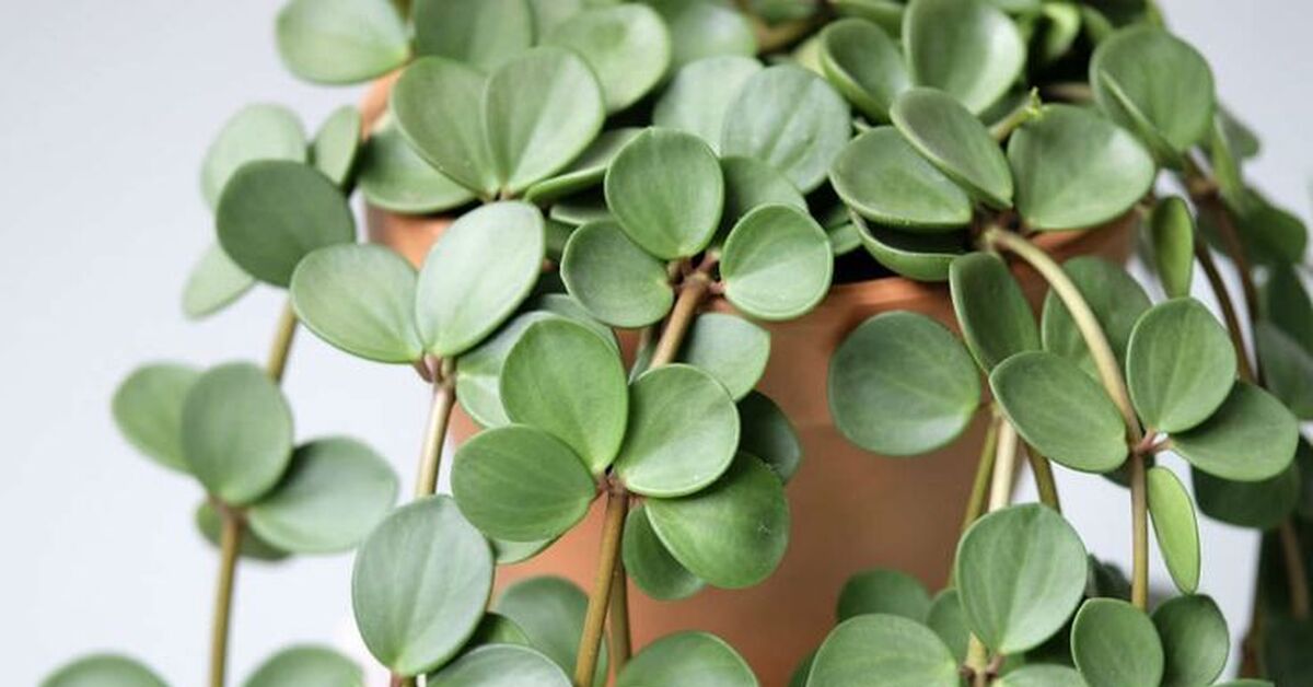 Пепелея пироимевидная. Цветок с круглыми листочками. Цветок пилея пеперомиевидная. Пилея пеперомиевидная (монетка) цветки. Цветок с круглыми листочками.