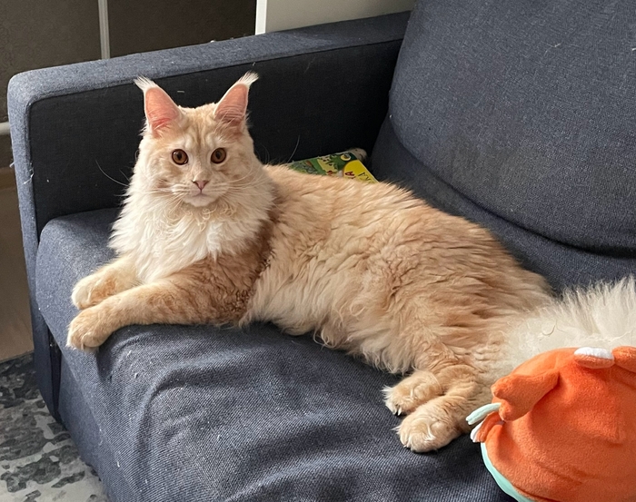 ����� ������)