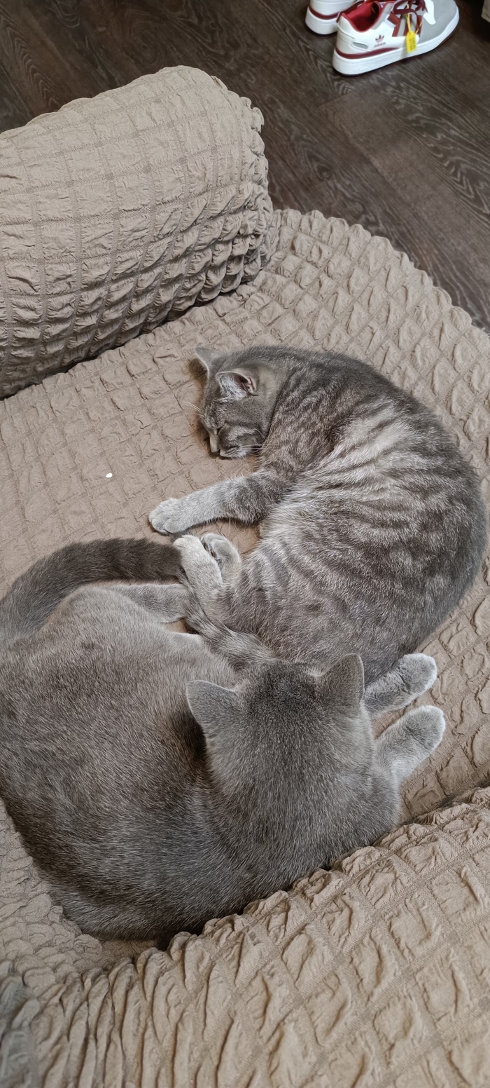 И моих девчонок оцените