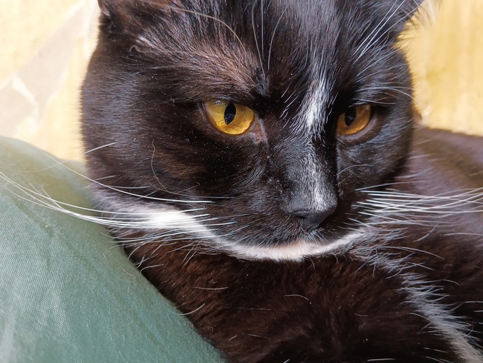 Хвостатая банда Кот, Без рейтинга, Помощь животным, Длиннопост