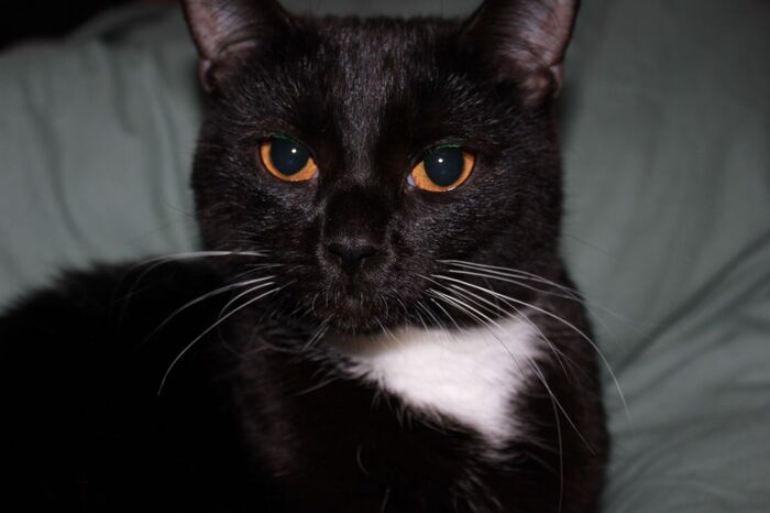 Хвостатая банда Кот, Без рейтинга, Помощь животным, Длиннопост