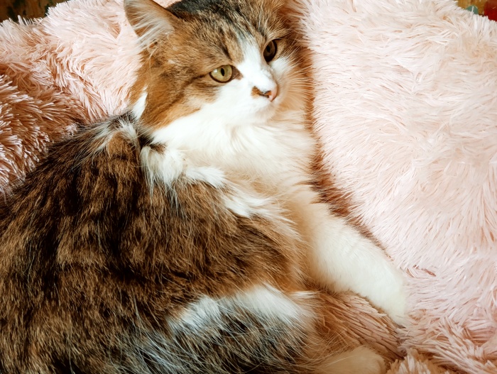 Хвостатая банда Кот, Без рейтинга, Помощь животным, Длиннопост