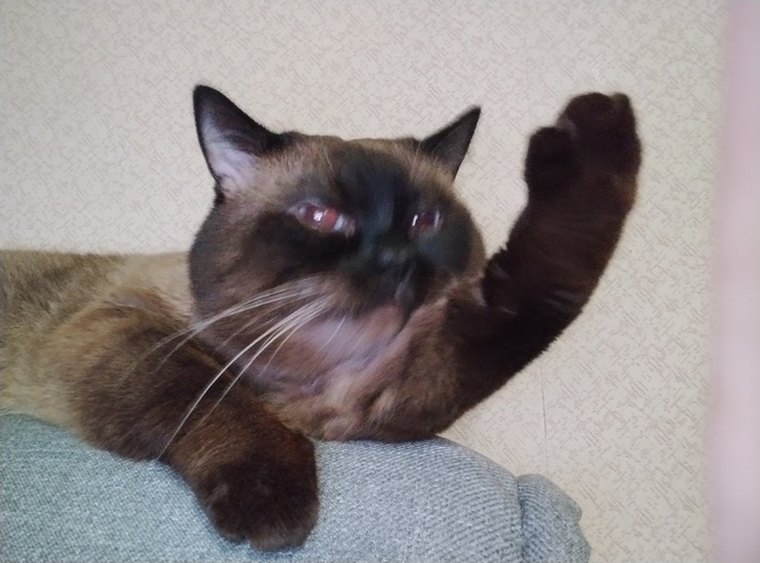 Это мой кот, это мой мальчик!