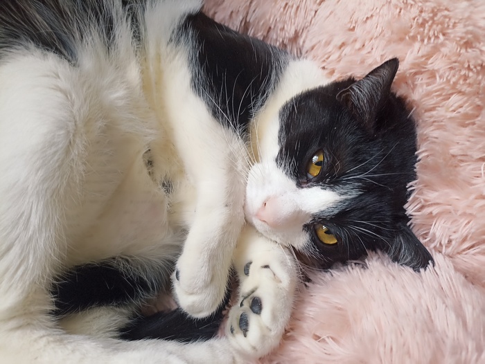 Хвостатая банда Кот, Без рейтинга, Помощь животным, Длиннопост