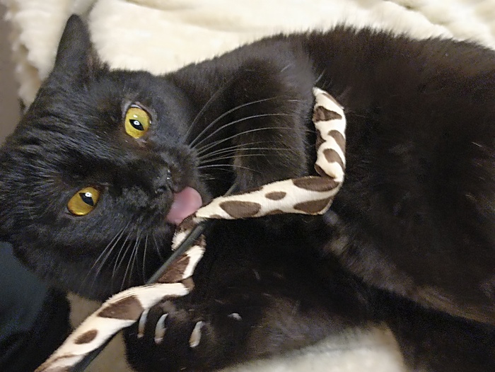 Хвостатая банда Кот, Без рейтинга, Помощь животным, Длиннопост