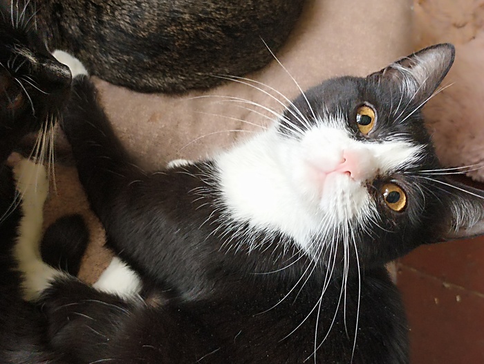 Хвостатая банда Кот, Без рейтинга, Помощь животным, Длиннопост