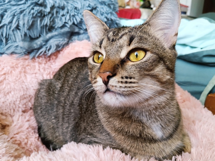 Хвостатая банда Кот, Без рейтинга, Помощь животным, Длиннопост