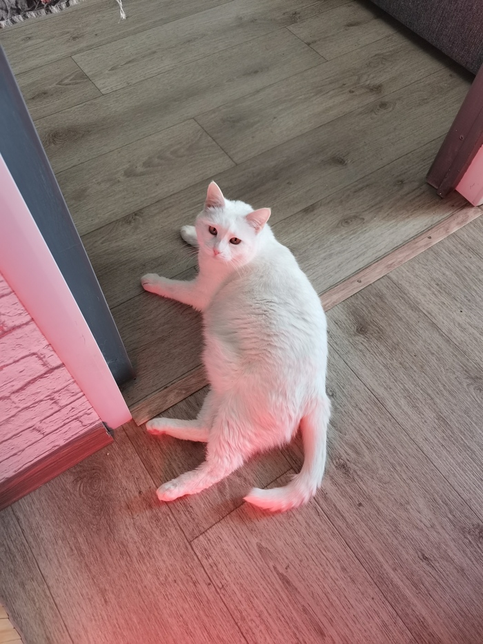   ,  