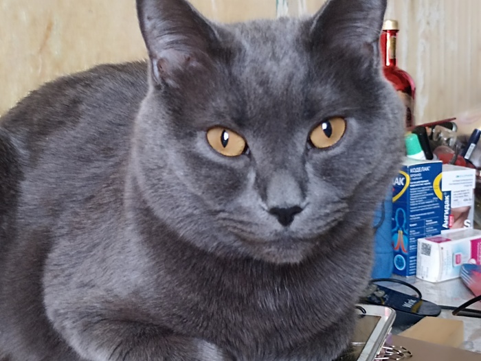 Хвостатая банда Кот, Без рейтинга, Помощь животным, Длиннопост