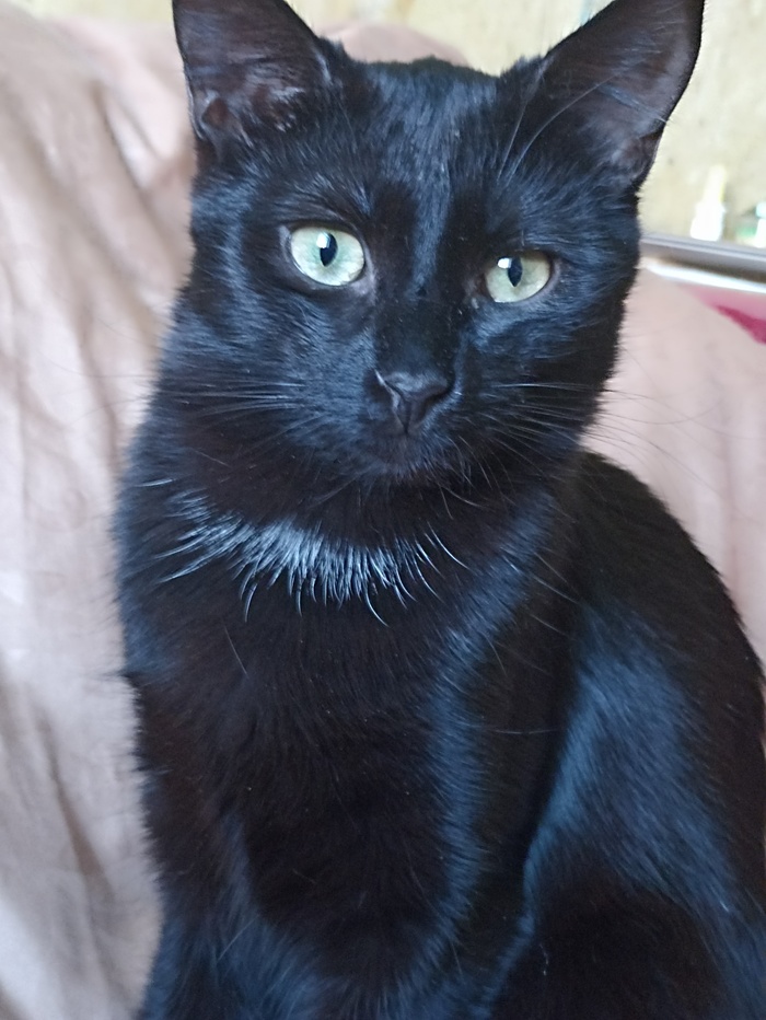 Хвостатая банда Кот, Без рейтинга, Помощь животным, Длиннопост