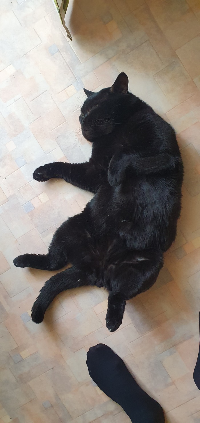 Голодный обморок Волна постов, Кот, Британский кот, Длиннопост