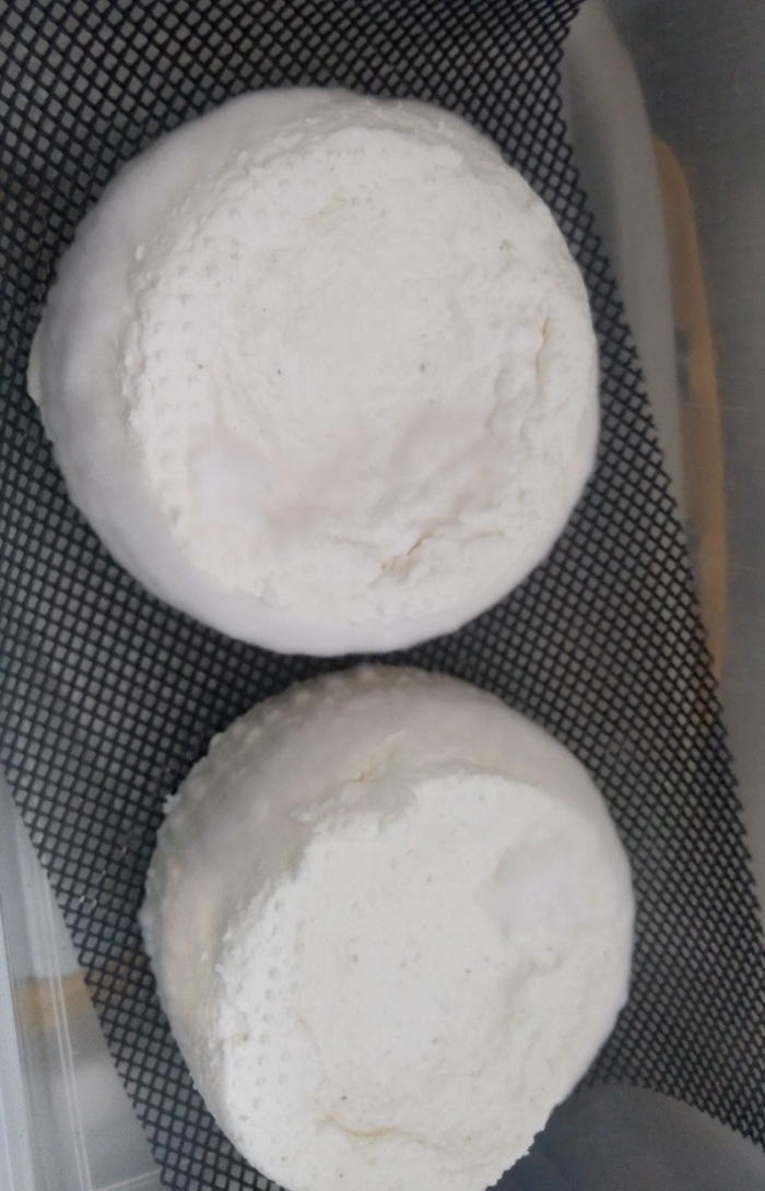 Второй день в контейнере,плесень только только начинает проявляться