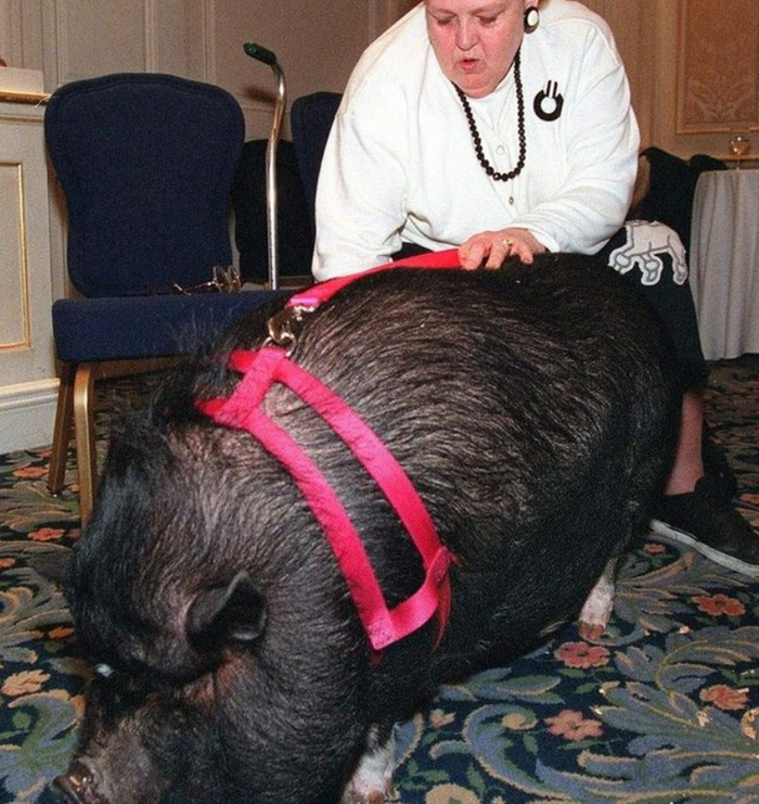 �������� ������ ����.