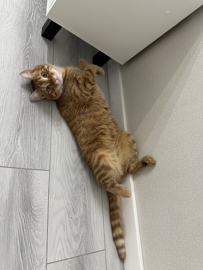 Котька | Пикабу