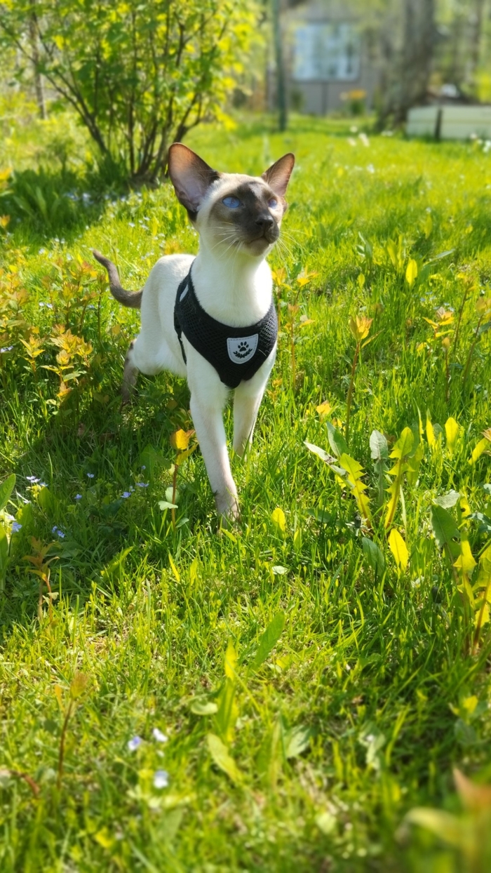 И мой ушастый | Пикабу