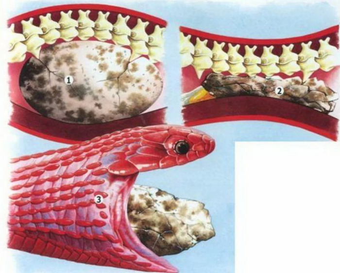 Перекус в трёх актах.