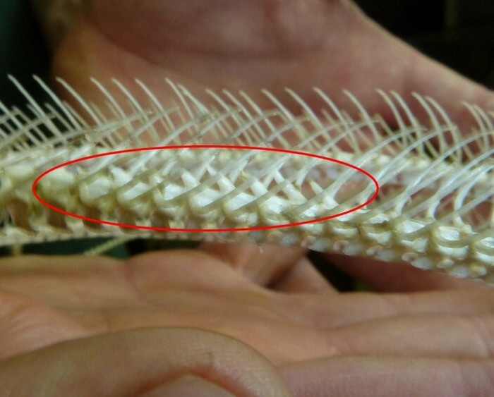 Позвоночник змей. В красном овале – те самые "позвоночниковые" зубы.