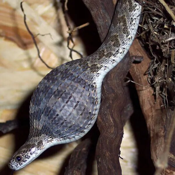 Доктор, у меня шея немножко опухла, посмотрите?