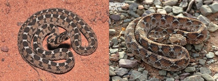 Вот например, яйцеед (слева) мимикрирует под ядовитую белобрюхую эфу.