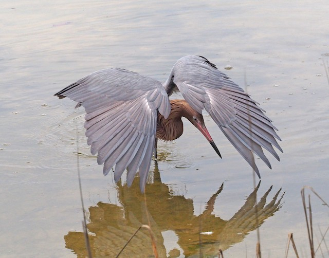 Выглядит такая поза, словно птица вывернула себе крылья.