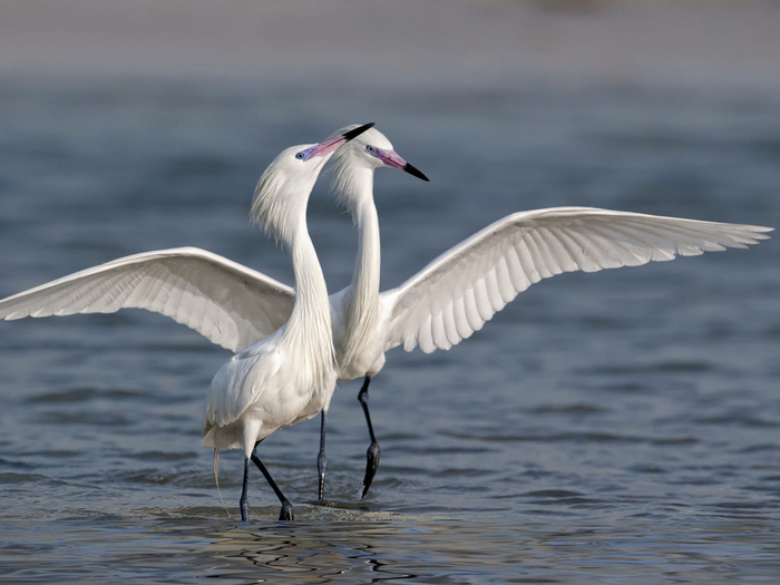 Зато выглядят белые особи потрясно!