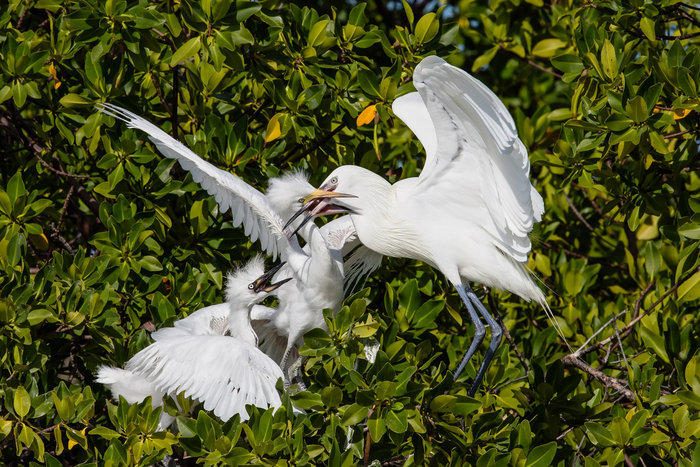 Голодные птенцы съедают своих родителей, которые не принесли им новогоднего подарка. Жуткое зрелище...