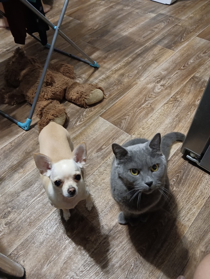 Котики, волна постов. Моя банда поддерживает