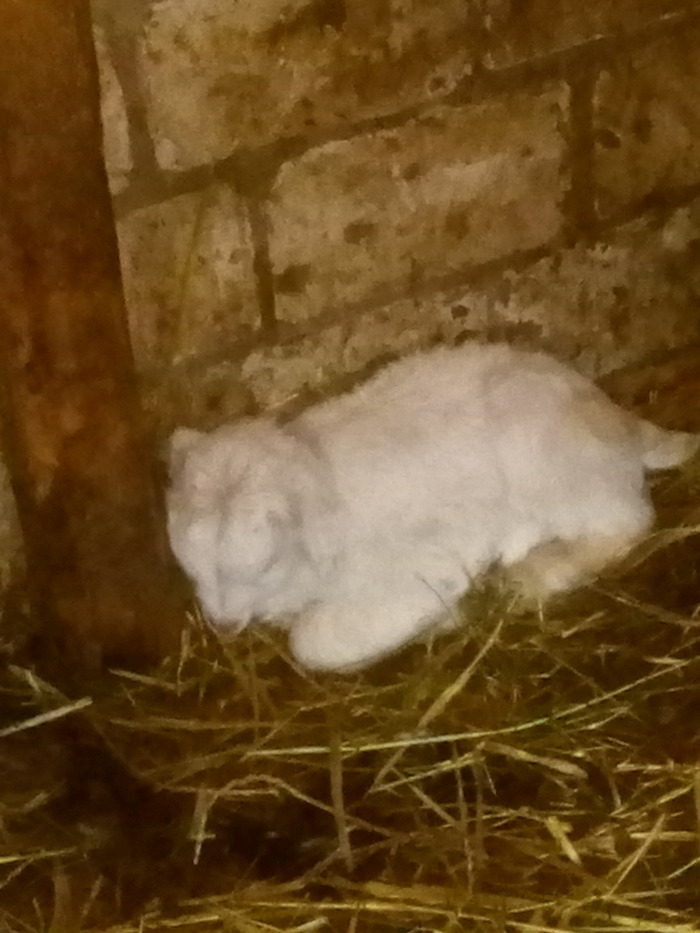 Наелись, да и спят. Солнышко им не мешает.