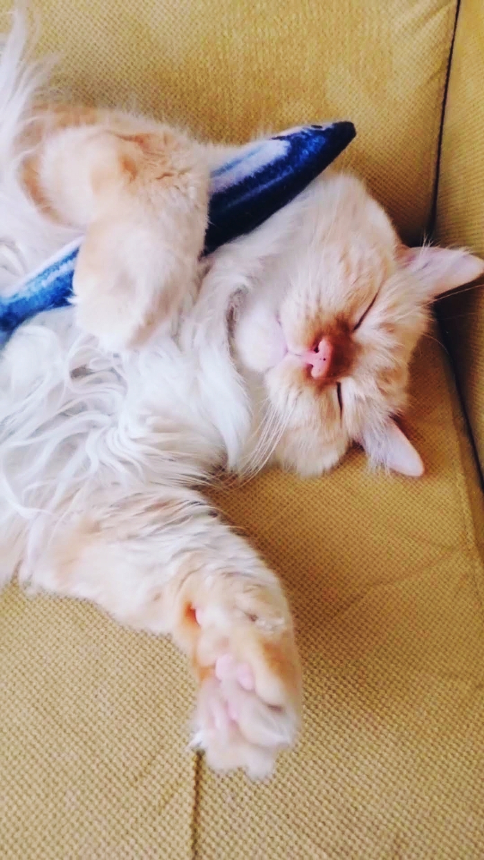 Мой котик Стас обожает рыбу, спит с рыбой, ест рыбу.