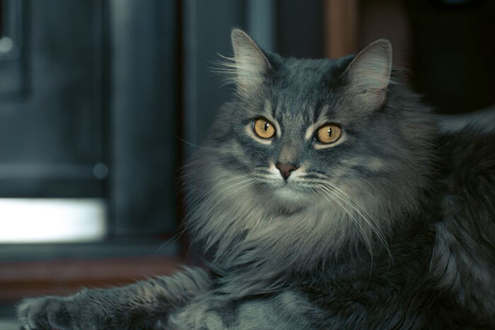 Мой старшенький Дасти