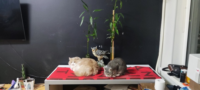 ��������