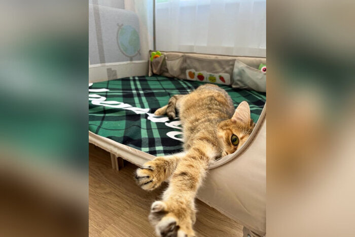 Любопытная Фейка уехала из приюта 29 октября 2020 года.