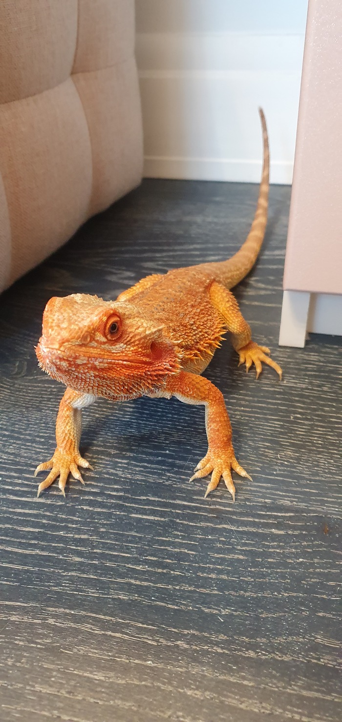 ��� �������