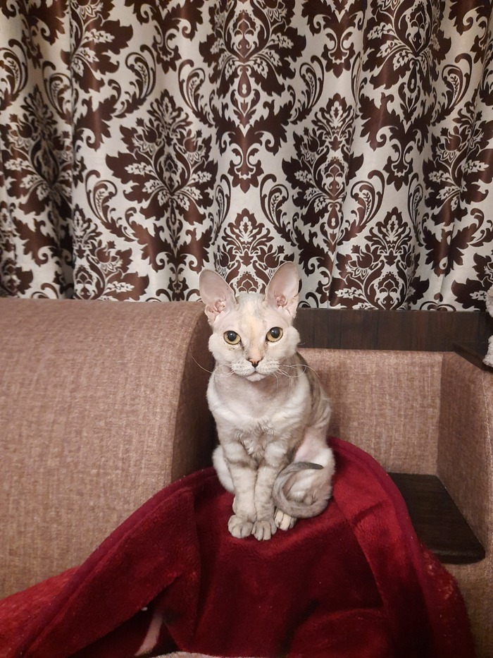 ����� ����